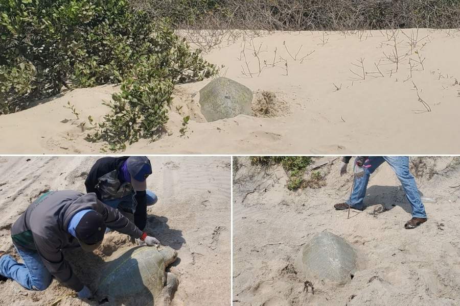 anidación tortuga lora Tamaulipas