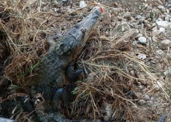 ataque de cocodrilo en Ciudad Madero