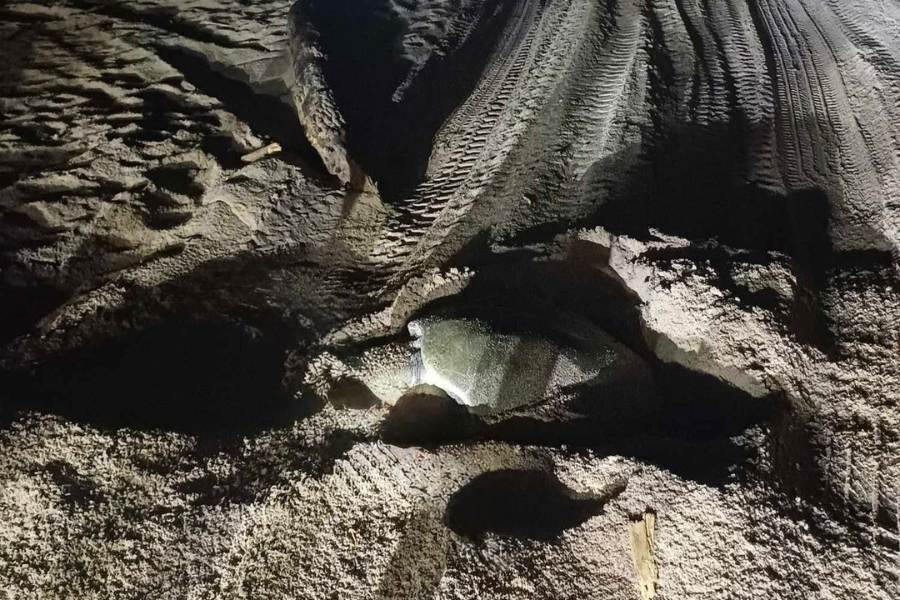 atropello de tortuga Lora en playa Miramar