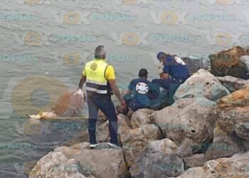 caballo muerto en ciudad madero