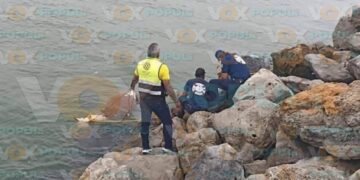 caballo muerto en ciudad madero