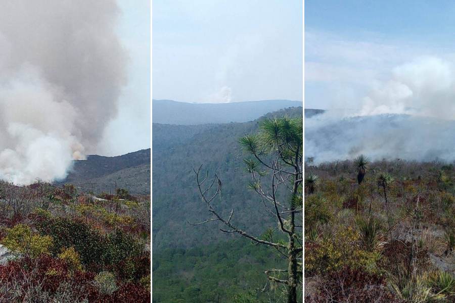 controlan incendio forestal en Tamaulipas