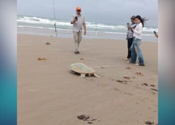 desove de tortugas lora en Tamaulipas
