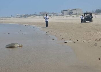 ecocidio en playa Miramar