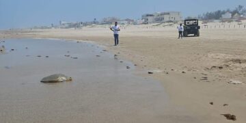 ecocidio en playa Miramar