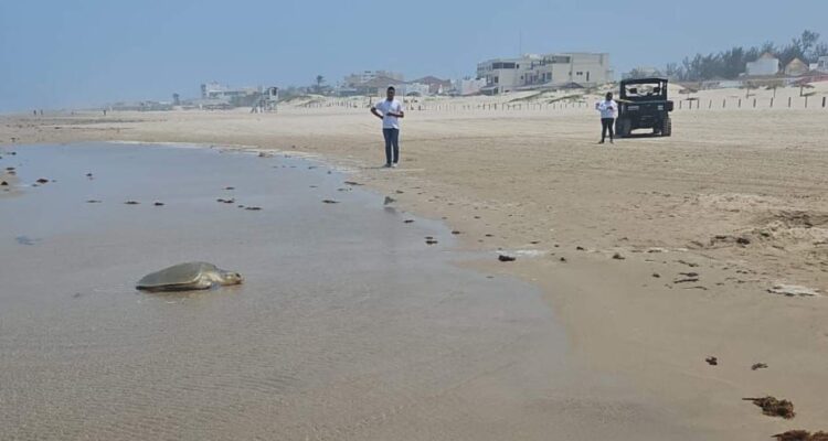 ecocidio en playa Miramar