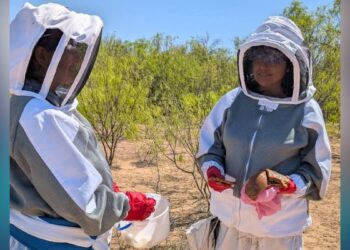 enjambres de abejas en Nuevo Laredo