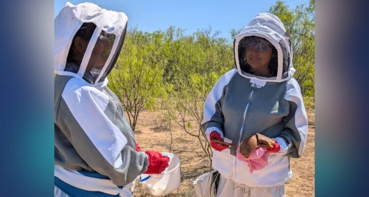 enjambres de abejas en Nuevo Laredo