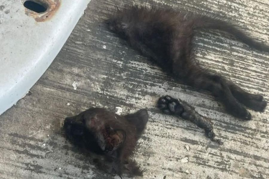 mutilación de gatos en Altamira