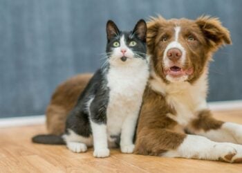 perros vs gatos personalidad