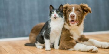 perros vs gatos personalidad