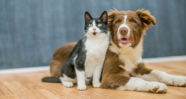 perros vs gatos personalidad
