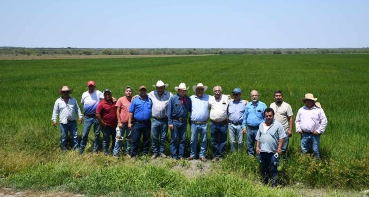 producción agrícola El Mante
