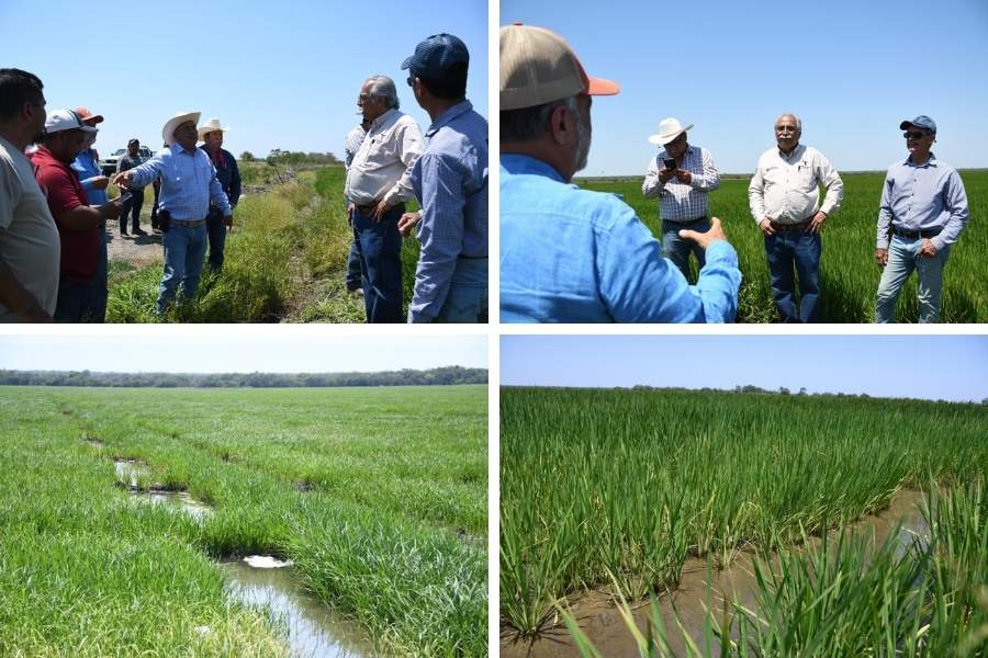 producción agrícola El Mante