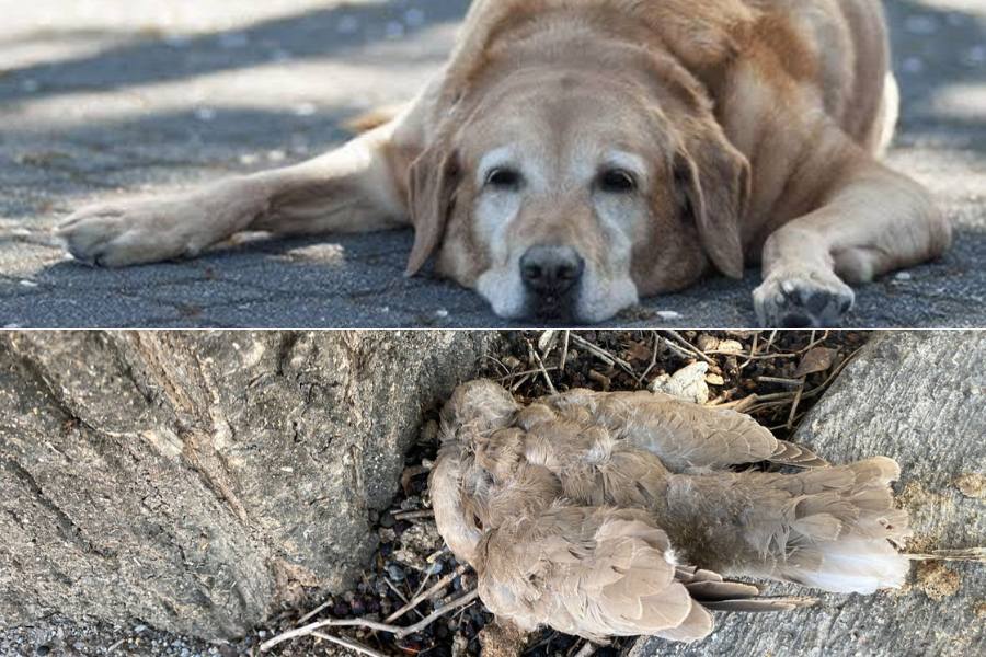 protección de animales en ola de calor