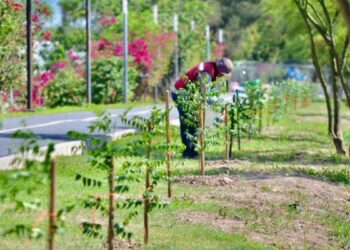 reforestación urbana en Matamoros