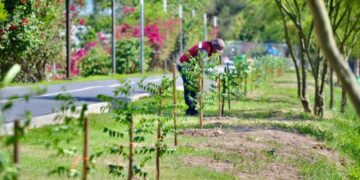 reforestación urbana en Matamoros