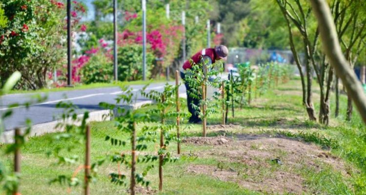 reforestación urbana en Matamoros