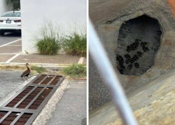 rescate de patitos en Nuevo Laredo