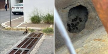 rescate de patitos en Nuevo Laredo