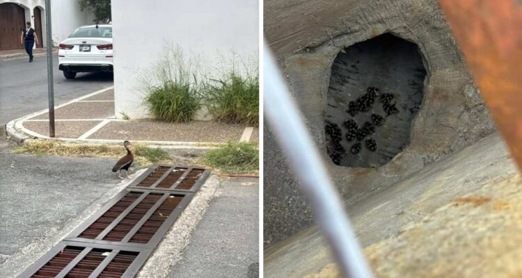 rescate de patitos en Nuevo Laredo