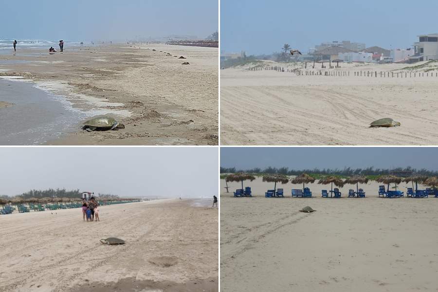 tortugas Lora en playa Miramar