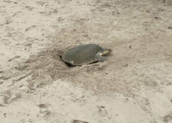tortugas Lora en playa Miramar