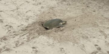 tortugas Lora en playa Miramar