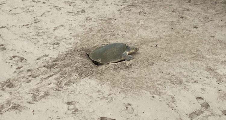 tortugas Lora en playa Miramar