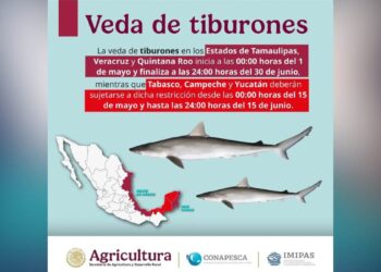 veda de tiburones en Tamaulipas