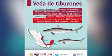 veda de tiburones en Tamaulipas