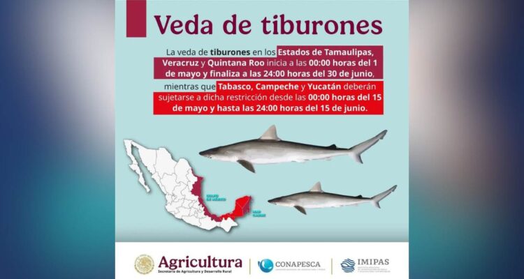 veda de tiburones en Tamaulipas