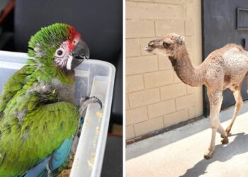 zoológico de Nuevo Laredo