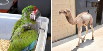 zoológico de Nuevo Laredo