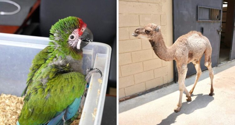 zoológico de Nuevo Laredo