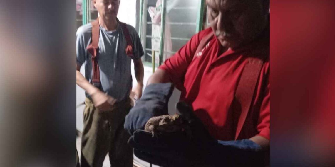 Bomberos capturan y reubican a sapo que entró a una casa en Ciudad Victoria, Tamaulipas