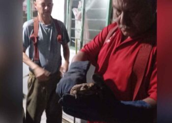 Bomberos capturan y reubican a sapo que entró a una casa en Ciudad Victoria, Tamaulipas