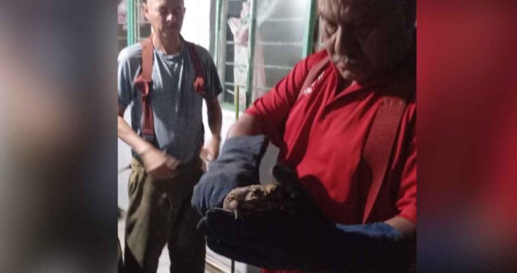 Bomberos capturan y reubican a sapo que entró a una casa en Ciudad Victoria, Tamaulipas