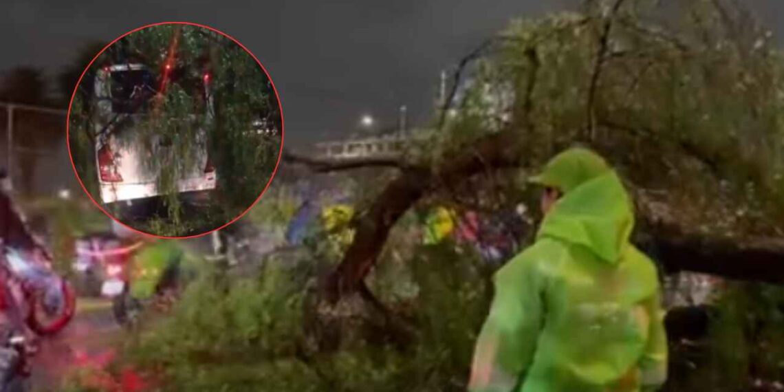 Cae árbol camión México-Puebla