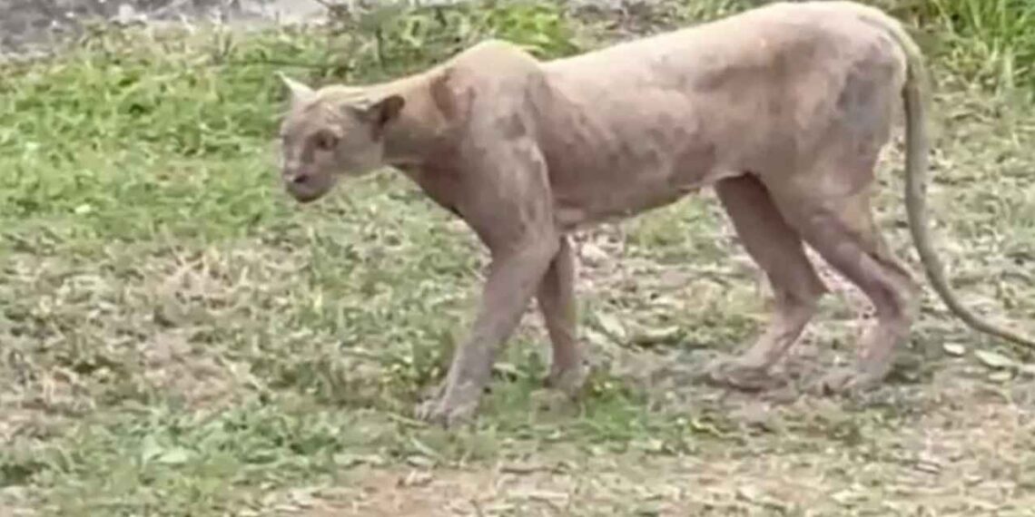 Captan a puma cazando un gato en calles del sur de Monterrey, Nuevo León
