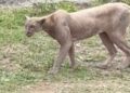 Captan a puma cazando un gato en calles del sur de Monterrey, Nuevo León