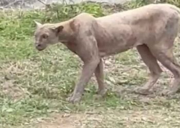 Captan a puma cazando un gato en calles del sur de Monterrey, Nuevo León