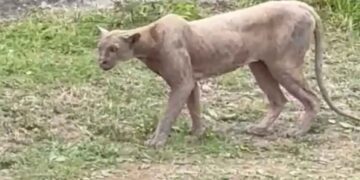 Captan a puma cazando un gato en calles del sur de Monterrey, Nuevo León
