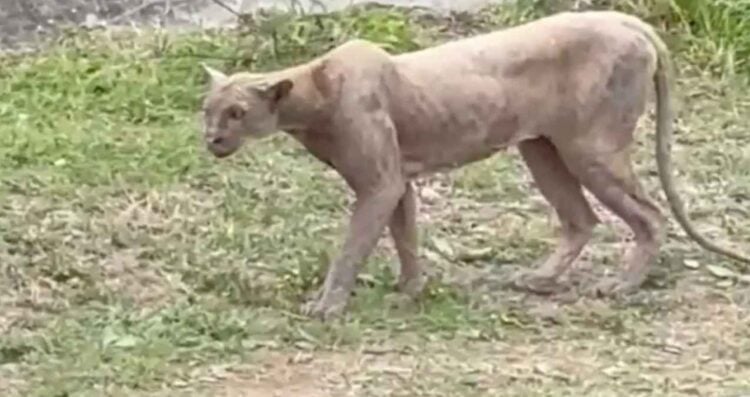 Captan a puma cazando un gato en calles del sur de Monterrey, Nuevo León