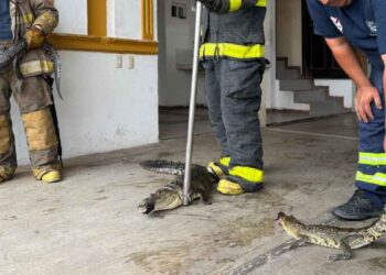 Capturan 38 cocodrilos en Ciudad Madero tras lluvias; uno mordió a un niño de 10 años