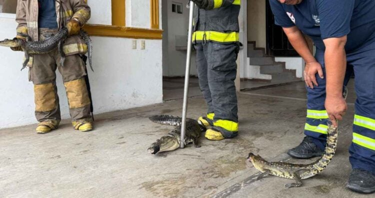 Capturan 38 cocodrilos en Ciudad Madero tras lluvias; uno mordió a un niño de 10 años