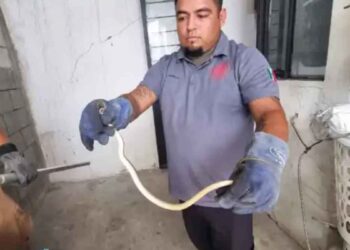 Capturan serpiente dentro de vivienda en Cd. Victoria, Tamaulipas