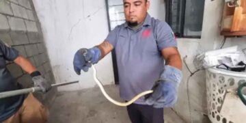 Capturan serpiente dentro de vivienda en Cd. Victoria, Tamaulipas