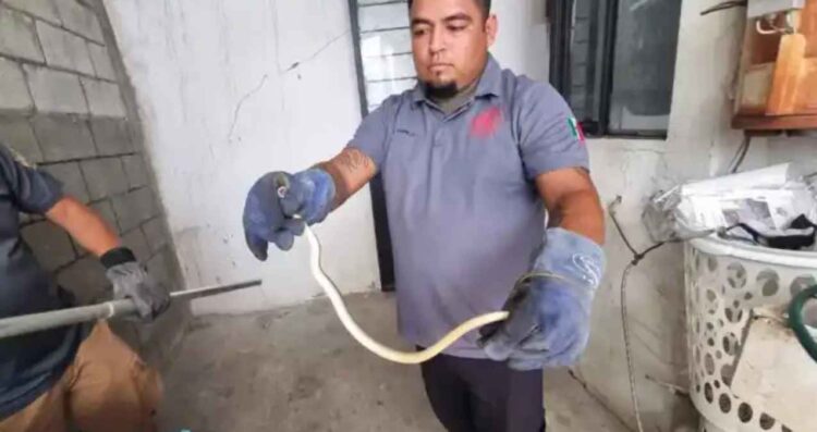Capturan serpiente dentro de vivienda en Cd. Victoria, Tamaulipas