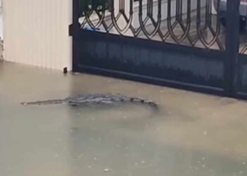 Cocodrilo de dos metros sorprende a vecinos al nadar por calles inundadas en Ciudad Madero, Tamaulipas